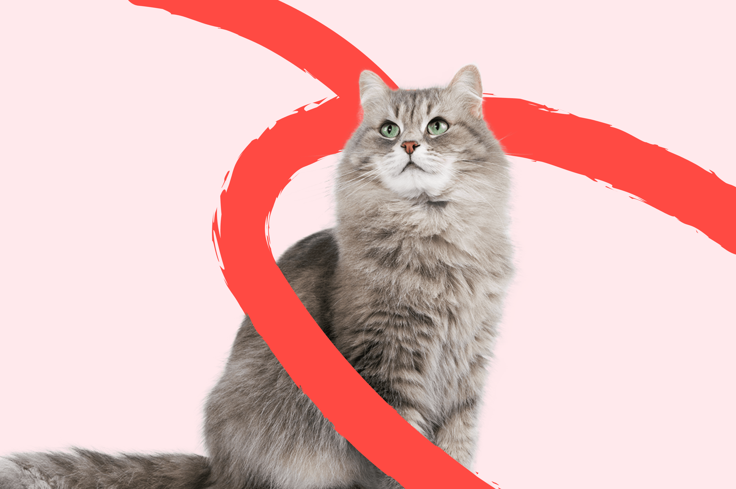 pawly-branding-startup-ui-thebrinkagency.amsterdam-cat-doors-animal-pets.png